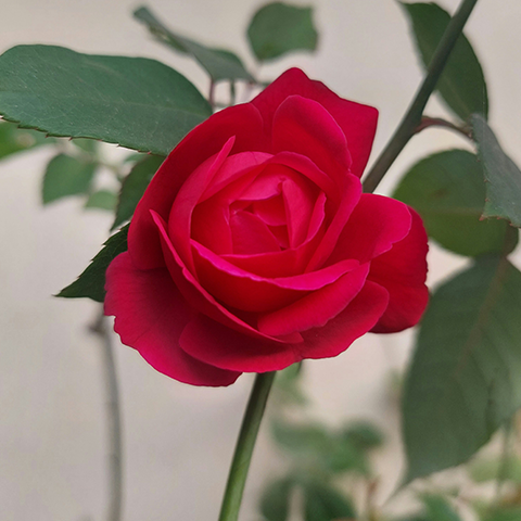 祝花についてのご案内
